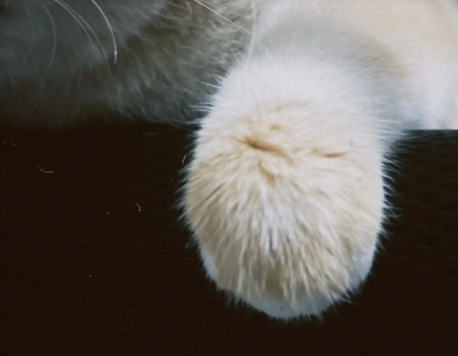 朋友家的可爱猫猫