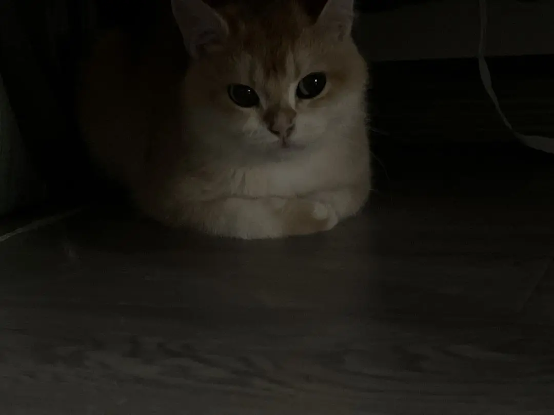 朋友家的可爱猫猫